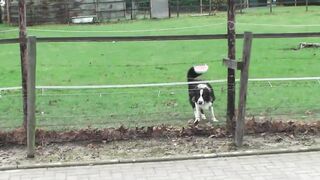 Sauerei im Schweinestall - scene #04
